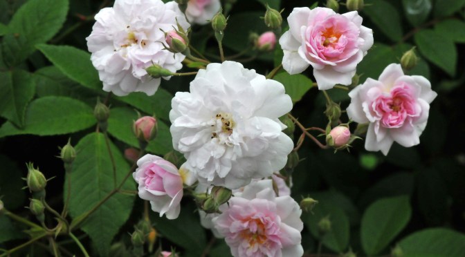 May Flowers. Part Four.